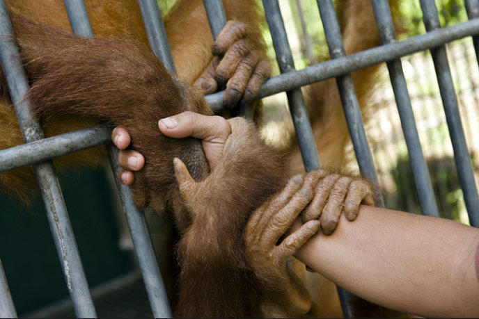 Perjuangan Tanpa Henti Demi Kelangsungan Hidup Orangutan Sumatera