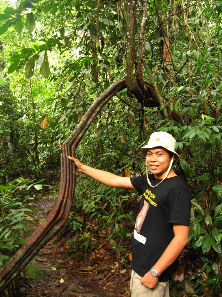 Perjuangan Tanpa Henti Demi Kelangsungan Hidup Orangutan Sumatera