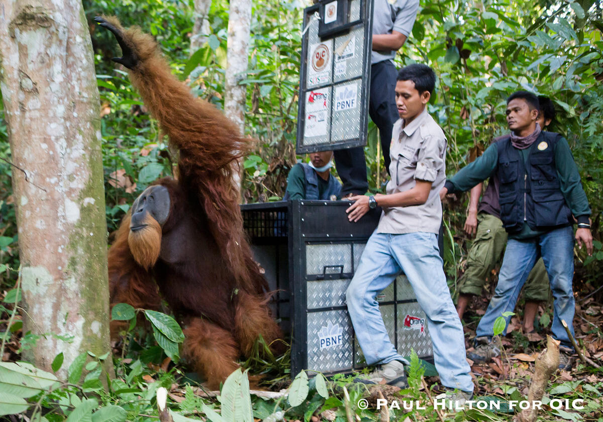 Perjuangan Tanpa Henti Demi Kelangsungan Hidup Orangutan Sumatera