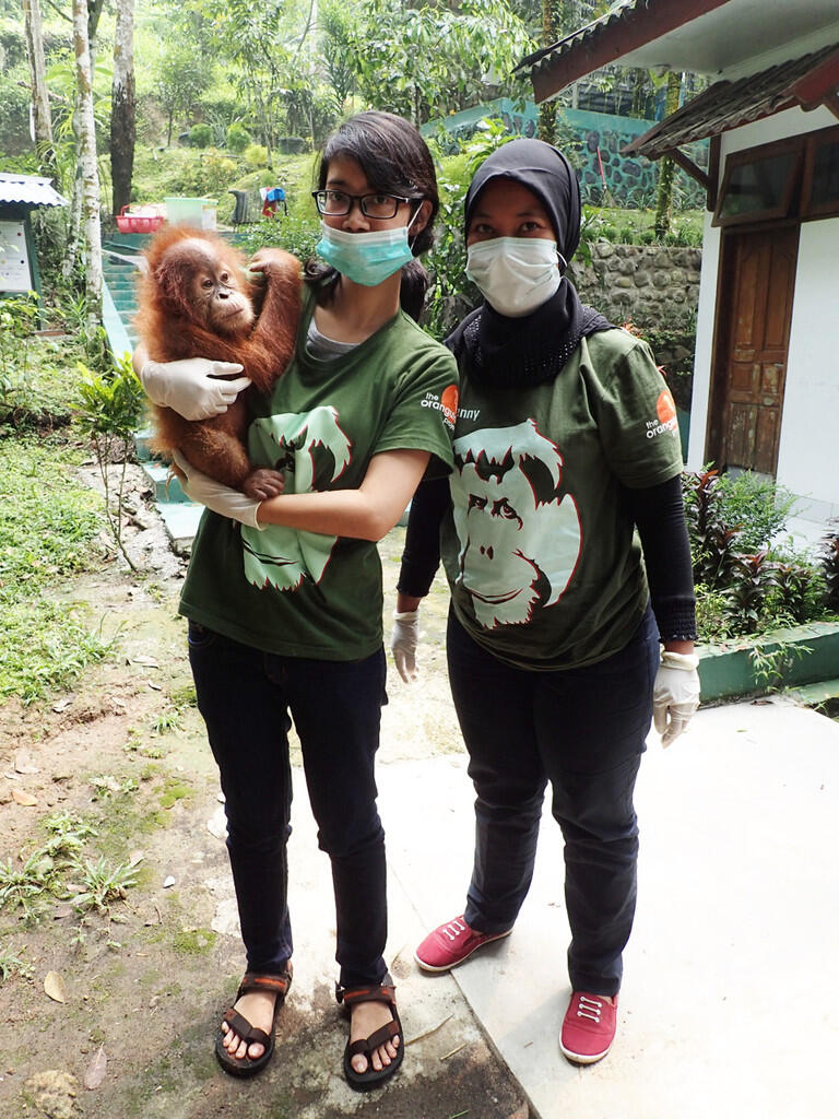 Perjuangan Tanpa Henti Demi Kelangsungan Hidup Orangutan Sumatera