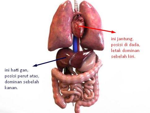 Perasaan Cinta Menjadi Hati Bukan Jantung Kaskus Gambar Letak Manusia