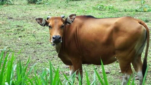 Jokowi Minta Harga Daging Rp 80.000/Kg, Pedagang: Kalau Mau Subsidi Bisa