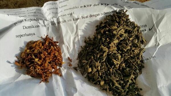 Ini Wujud Ganja Palsu yang Diedarkan Pria Paruh Baya di Sukabumi