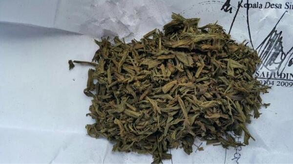 Ini Wujud Ganja Palsu yang Diedarkan Pria Paruh Baya di Sukabumi