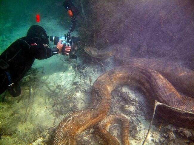 15 Foto ini bikin kamu berpikir ulang jika berenang di alam bebas