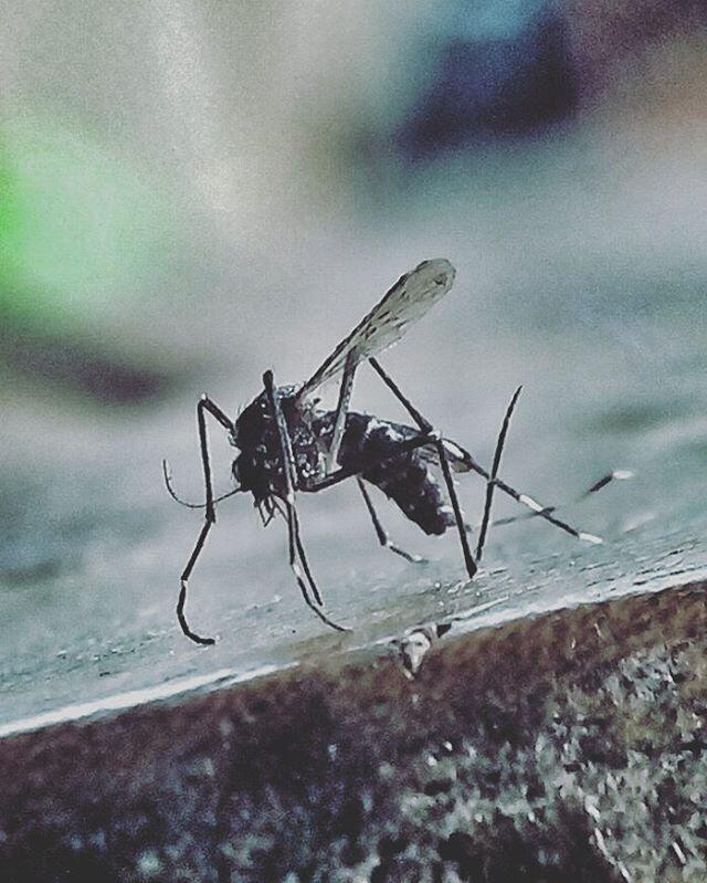 Alasan Nyamuk Datang Lebih Banyak Saat Kemarau