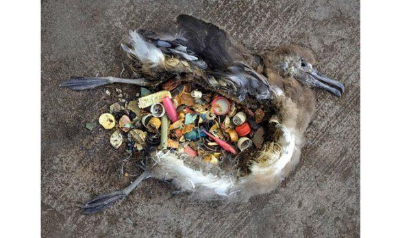&#91;MIRIS : SAMPAH PLASTIK DI PERUT IKAN PAUS&#93; Akibat Buang Sampah Sembarangan 