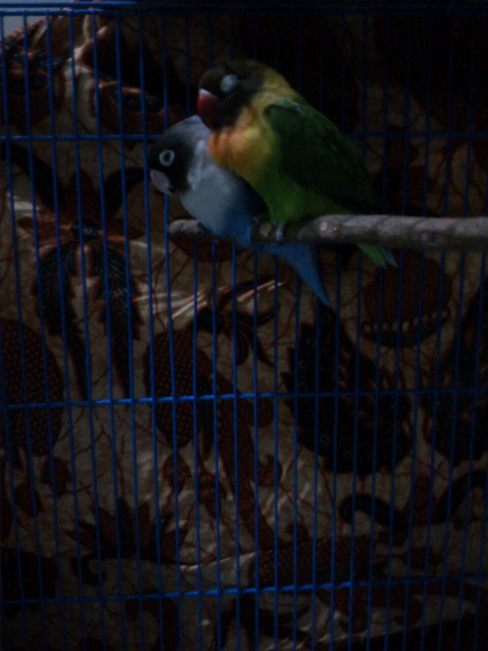 Lovebird Lovers Page 463 KASKUS Lovebird Lovers Page 463 KASKUS