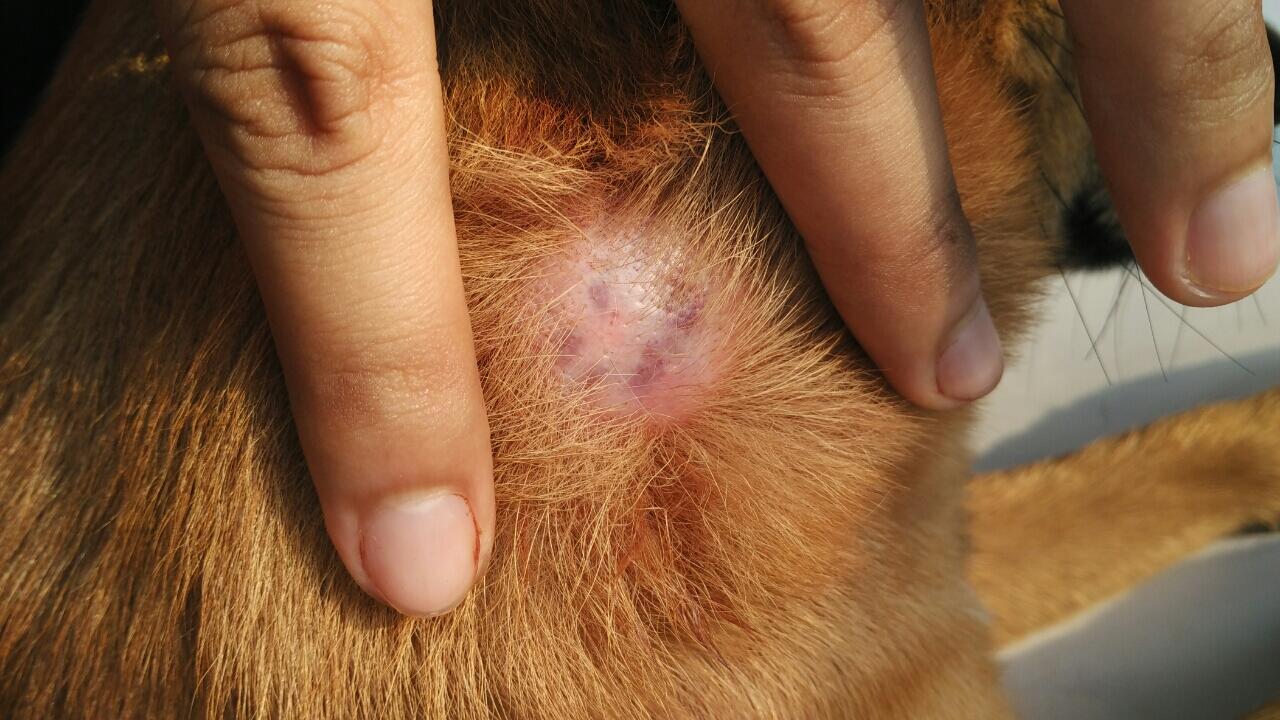 [help😭] penyakit anjing ane gan 