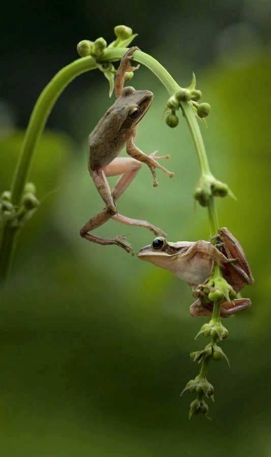 IMAGE KATAK DAN IGUANA UNIK DAN MENGGELITIK