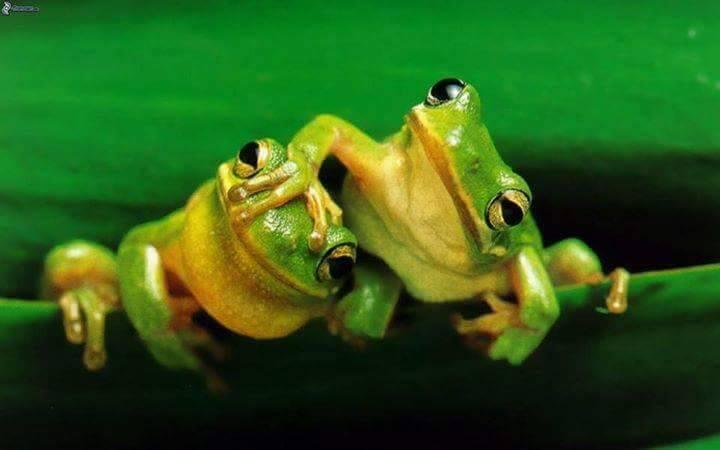 IMAGE KATAK DAN IGUANA UNIK DAN MENGGELITIK