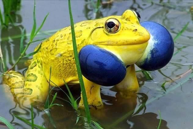 IMAGE KATAK DAN IGUANA UNIK DAN MENGGELITIK
