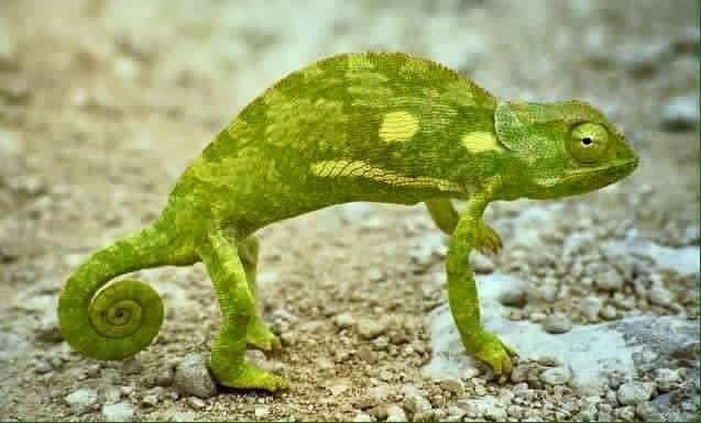 IMAGE KATAK DAN IGUANA UNIK DAN MENGGELITIK