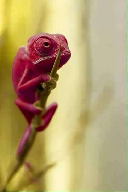 IMAGE KATAK DAN IGUANA UNIK DAN MENGGELITIK