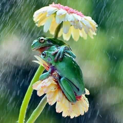 IMAGE KATAK DAN IGUANA UNIK DAN MENGGELITIK