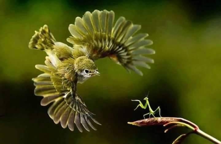 IMAGE KATAK DAN IGUANA UNIK DAN MENGGELITIK