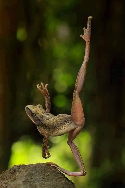 IMAGE KATAK DAN IGUANA UNIK DAN MENGGELITIK