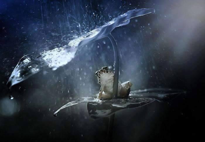 IMAGE KATAK DAN IGUANA UNIK DAN MENGGELITIK