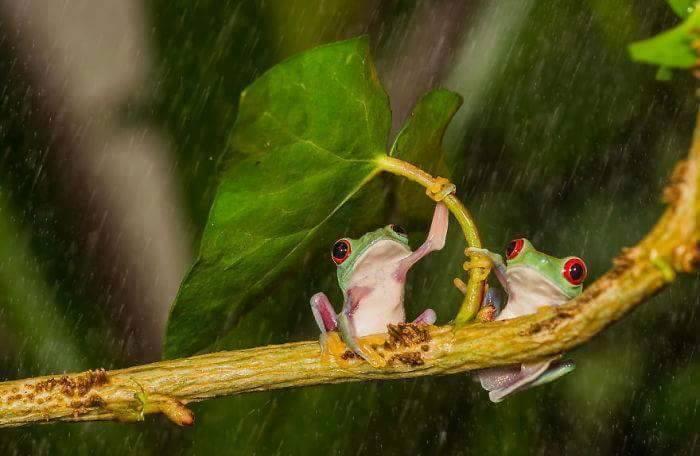 IMAGE KATAK DAN IGUANA UNIK DAN MENGGELITIK