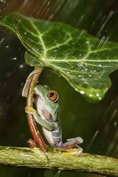 IMAGE KATAK DAN IGUANA UNIK DAN MENGGELITIK