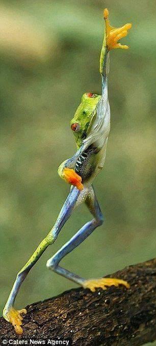 IMAGE KATAK DAN IGUANA UNIK DAN MENGGELITIK