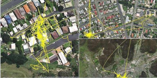 Fakta Mencengangkan Ketika Kucing Berkeliaran di Malam hari di Track GPS