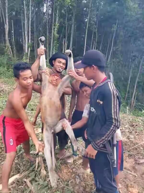 5 Orang Bodoh Ini siksa Hewan langka gan! (Miris!)