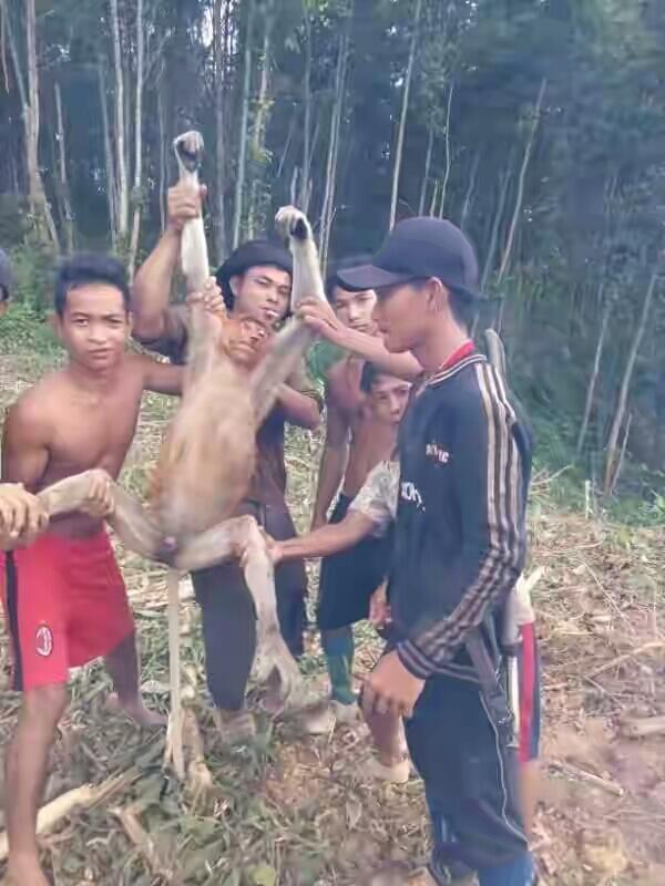 5 Orang Bodoh Ini siksa Hewan langka gan! (Miris!)