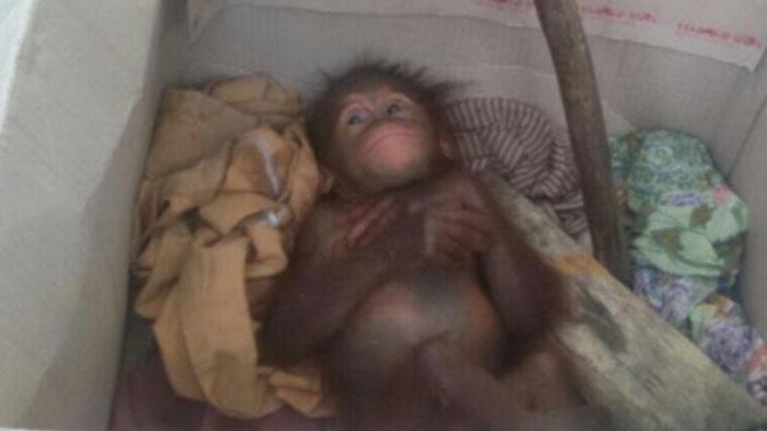Bayi Orangutan ini Menangis, Ada Peluru yang masih Bersarang di Tubuhnya
