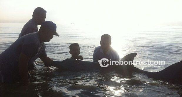 Warga Heboh, Lumba-lumba Sepanjang Tiga Meter Terdampar di Pantai Cirebon