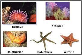 Echinodermata Hewan Laut berbentuk Simetri Radial