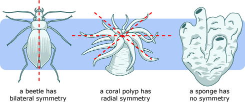 Echinodermata Hewan Laut berbentuk Simetri Radial