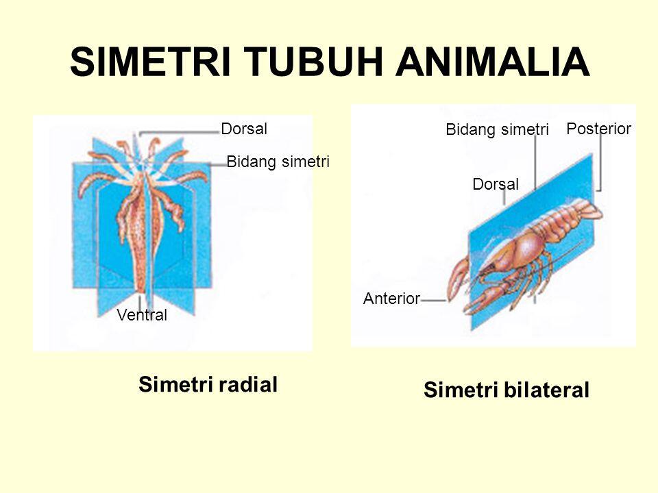 Echinodermata Hewan Laut berbentuk Simetri Radial