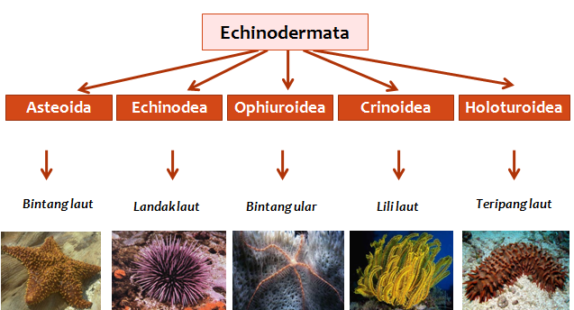 Echinodermata Hewan Laut berbentuk Simetri Radial