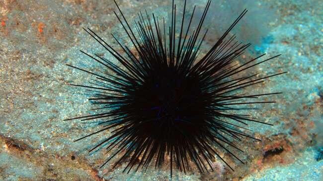 Echinodermata Hewan Laut berbentuk Simetri Radial