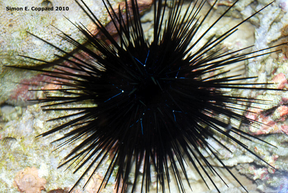 Echinodermata Hewan Laut berbentuk Simetri Radial