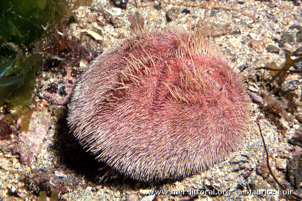 Echinodermata Hewan Laut berbentuk Simetri Radial