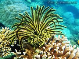 Echinodermata Hewan Laut berbentuk Simetri Radial