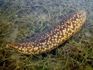 Echinodermata Hewan Laut berbentuk Simetri Radial