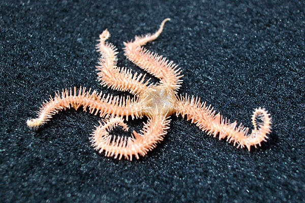 Echinodermata Hewan Laut berbentuk Simetri Radial