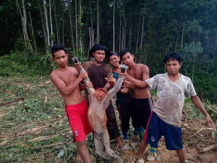 Biadab !!! Penyiksaan dan Pembunuhan Monyet Bekantan oleh sekelompok Pemuda