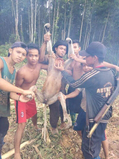 Biadab !!! Penyiksaan dan Pembunuhan Monyet Bekantan oleh sekelompok Pemuda