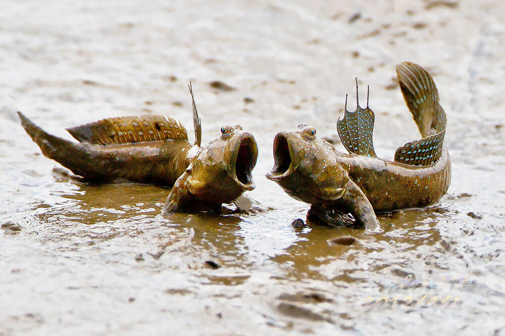 Ikan Gelodok/Mudskipper yang aneh bin unik ^^