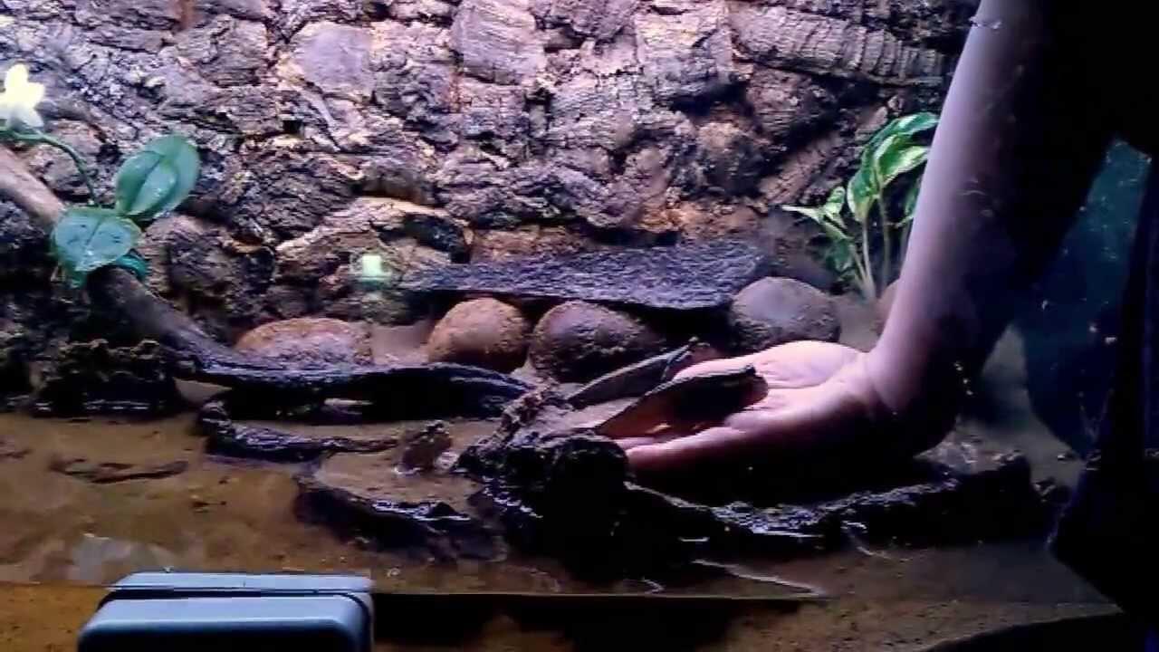 Ikan Gelodok/Mudskipper yang aneh bin unik ^^