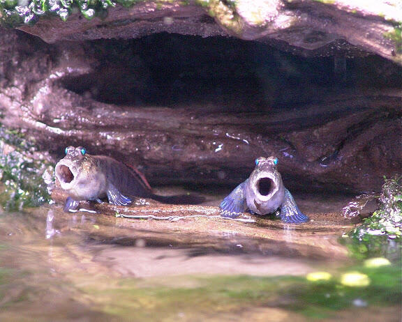 Ikan Gelodok/Mudskipper yang aneh bin unik ^^