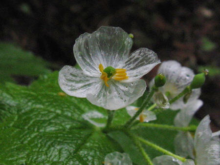 Bunga Kerangka