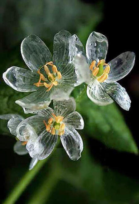 Bunga Kerangka