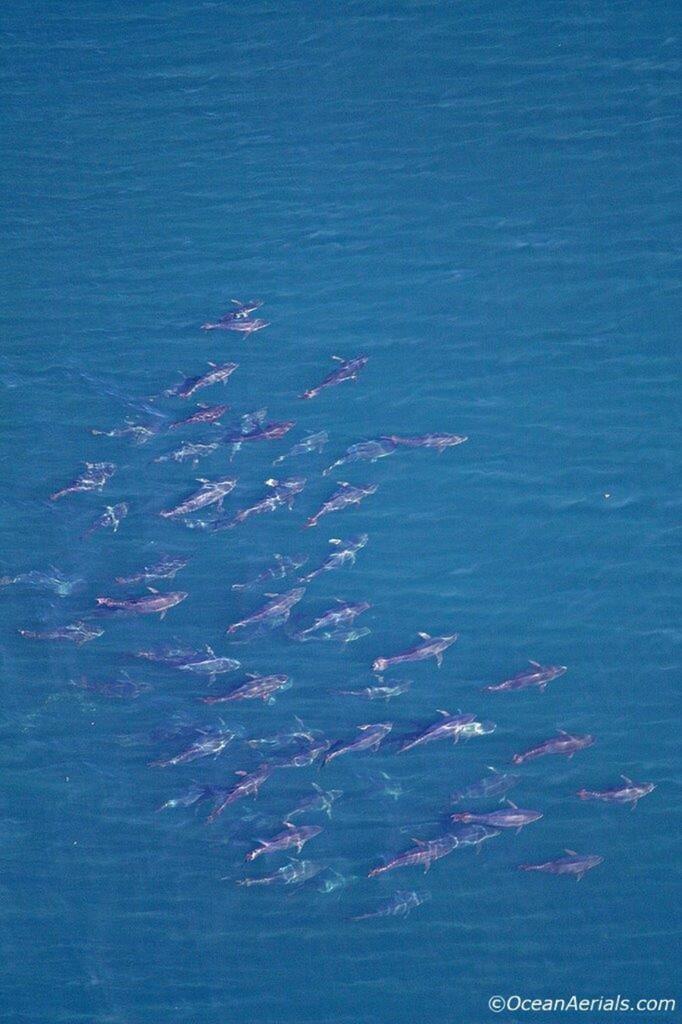 &quot;Aerial Views&quot; Abadikan Tuna Raksasa (BWK)