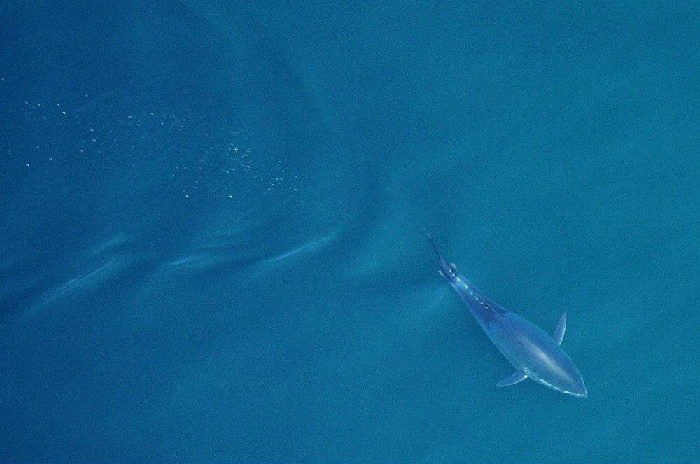 &quot;Aerial Views&quot; Abadikan Tuna Raksasa (BWK)