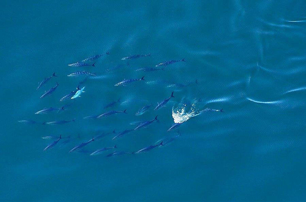 &quot;Aerial Views&quot; Abadikan Tuna Raksasa (BWK)